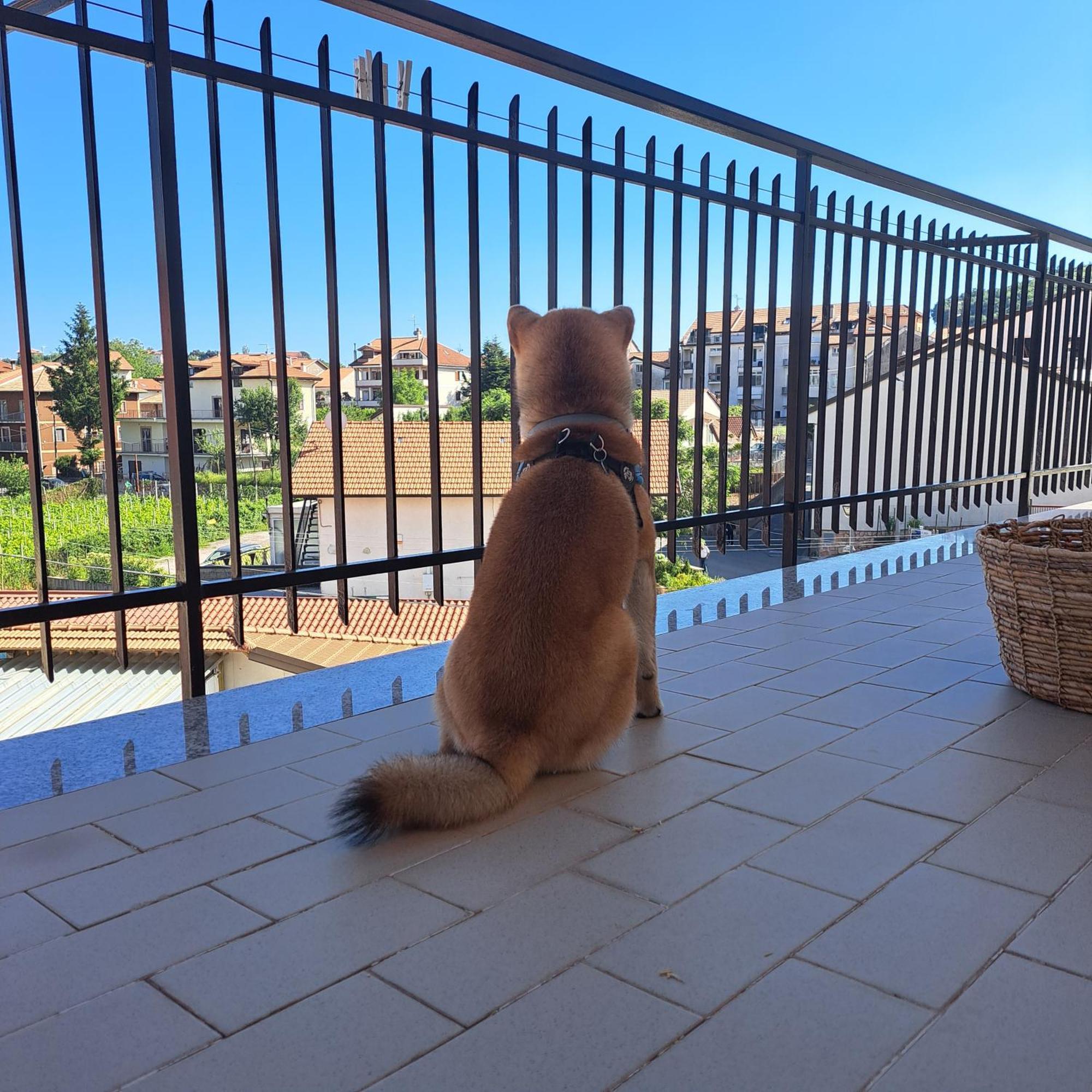 Casa Marilyn Daire Agerola Dış mekan fotoğraf